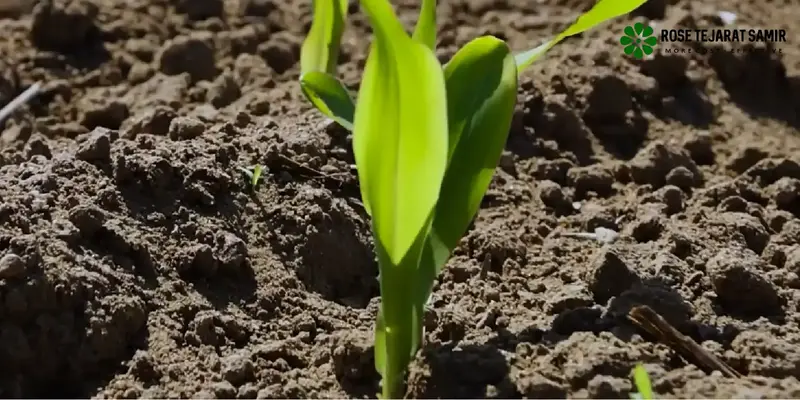 کاربرد اسید سیتریک در کشاورزی اسید سیتریک برای گیاهان
